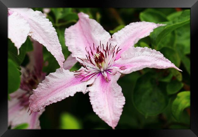 Pink Clematis Framed Print by Bryan 4Pics