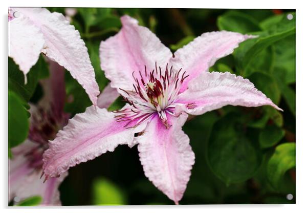 Pink Clematis Acrylic by Bryan 4Pics