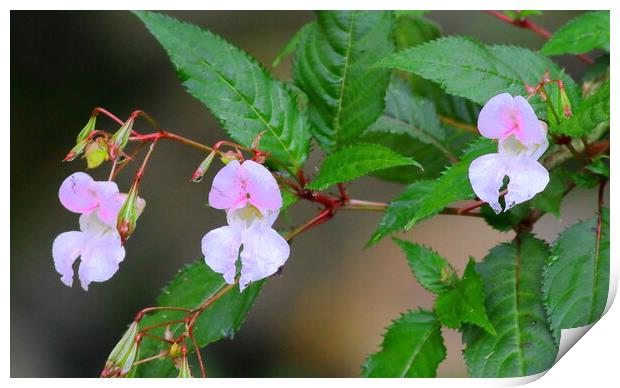 Balsam Impatiens Print by Bryan 4Pics