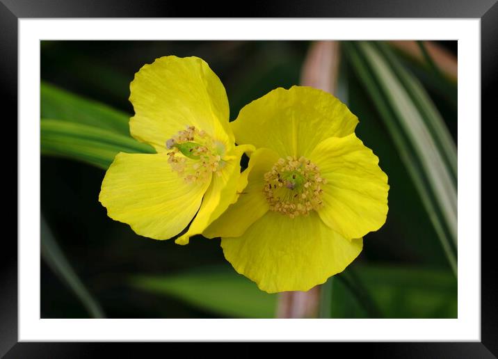 Rock-Rose Framed Mounted Print by Bryan 4Pics