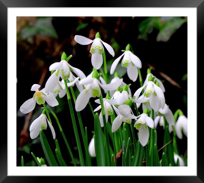 Snowdrop Framed Mounted Print by Bryan 4Pics