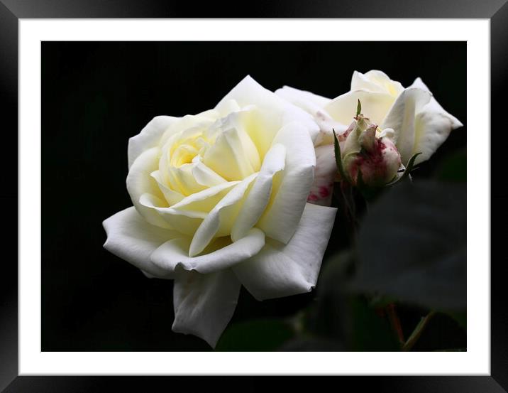 White Rose Framed Mounted Print by Bryan 4Pics