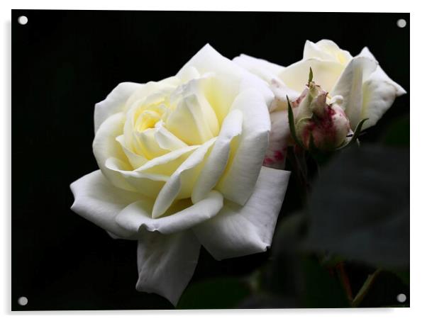 White Rose Acrylic by Bryan 4Pics