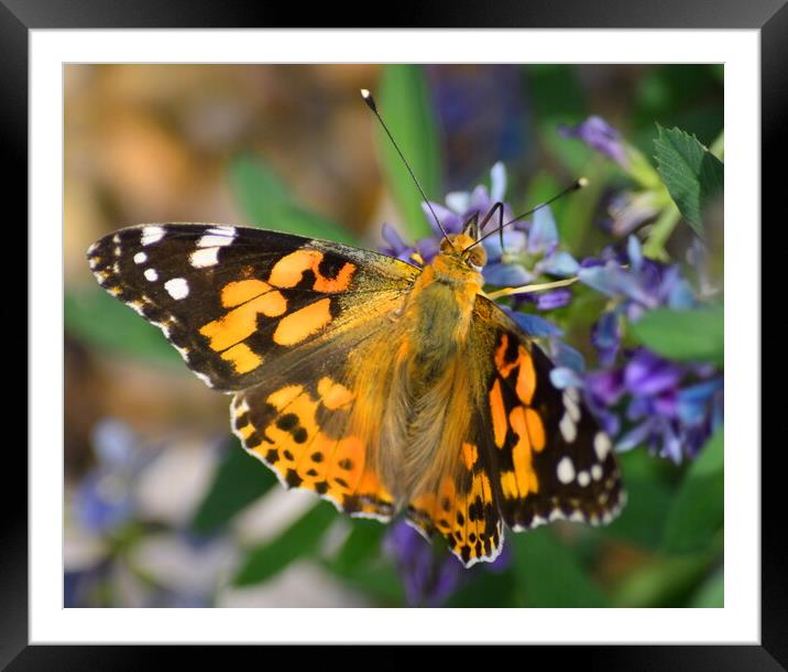 Painted Lady Butterfly Framed Mounted Print by Bryan 4Pics