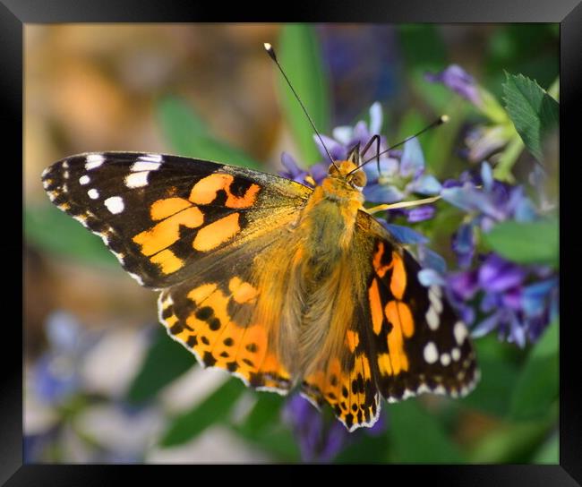 Painted Lady Butterfly Framed Print by Bryan 4Pics