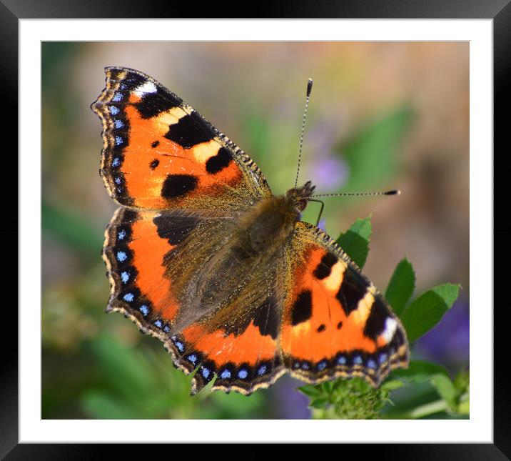 Small Tortoiseshell butterfly Framed Mounted Print by Bryan 4Pics