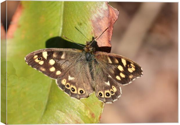 Speckled Wood Canvas Print by Bryan 4Pics