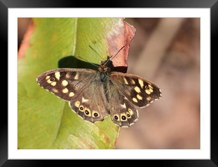 Speckled Wood Framed Mounted Print by Bryan 4Pics