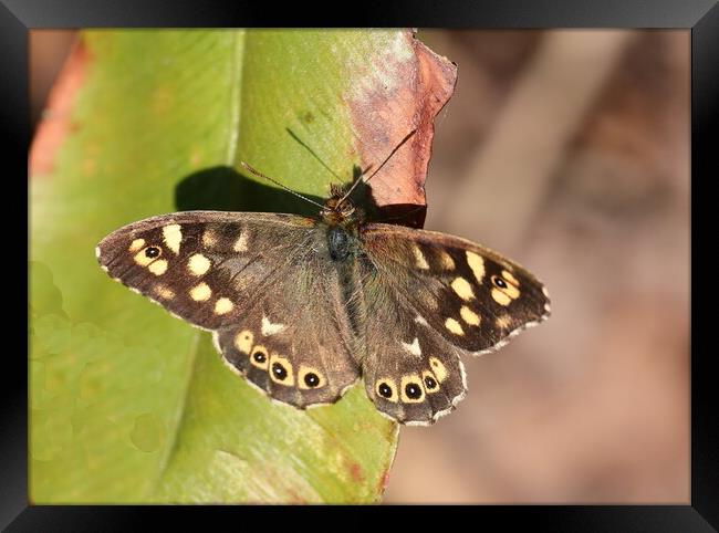 Speckled Wood Framed Print by Bryan 4Pics