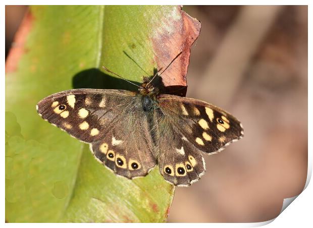 Speckled Wood Print by Bryan 4Pics