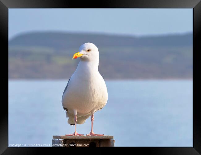 Herring Gull - Larus argentatus Framed Print by Susie Peek