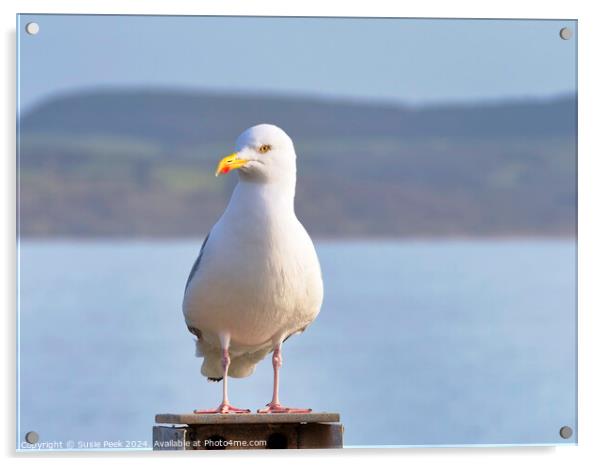Herring Gull - Larus argentatus Acrylic by Susie Peek