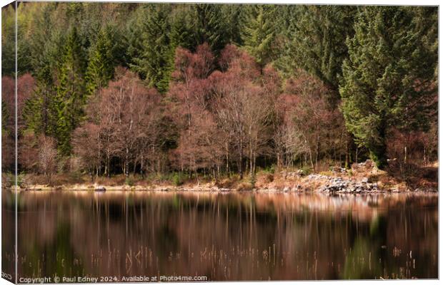 Tree reflections #1 Canvas Print by Paul Edney