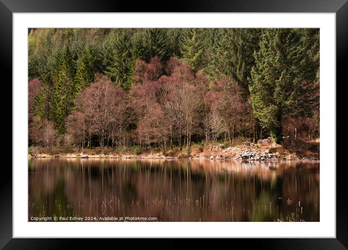 Tree reflections #1 Framed Mounted Print by Paul Edney