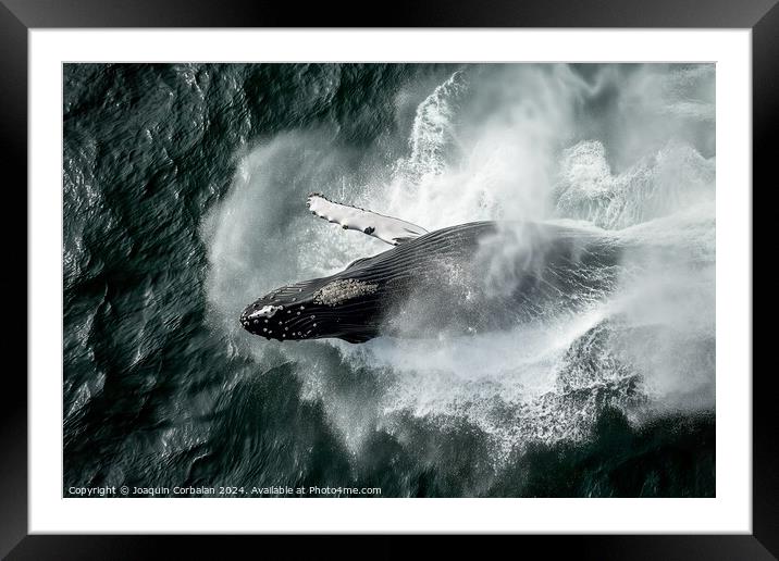 Aerial view of a humpback whale creating a splash in the ocean. Framed Mounted Print by Joaquin Corbalan