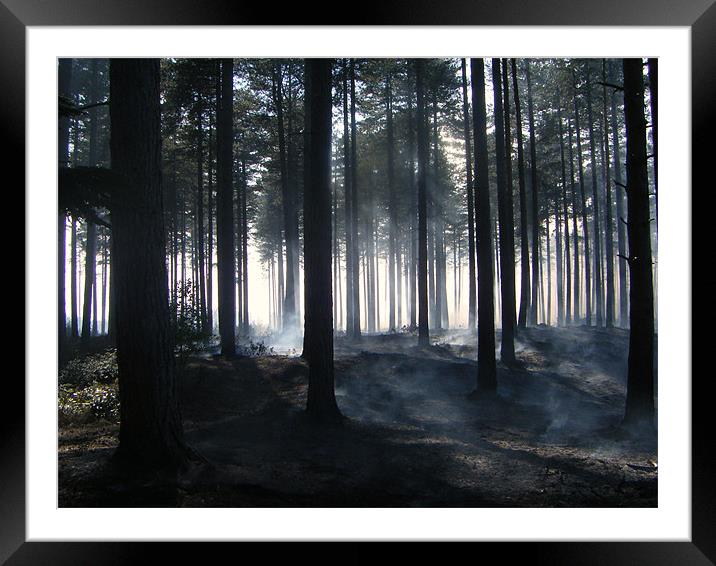 Forest Fire Smoking Aftermath Framed Mounted Print by Dane Lenander