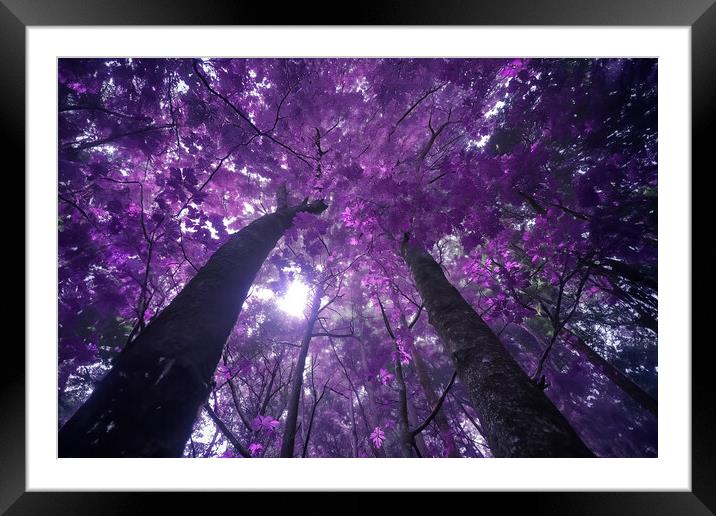 Purple Blossoms Framed Mounted Print by Picture Wizard