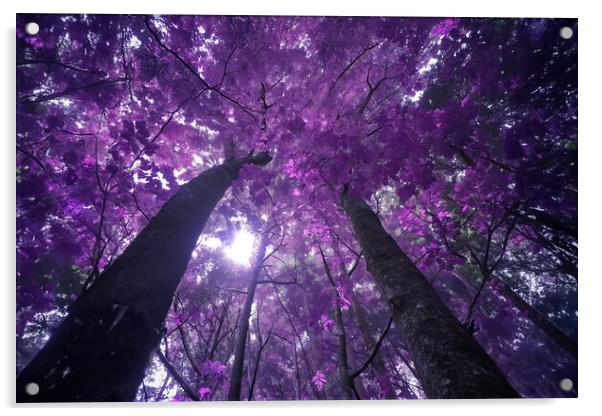 Purple Blossoms Acrylic by Picture Wizard