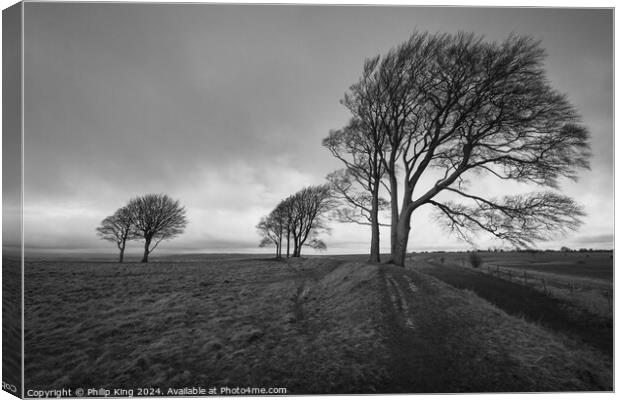 Trees on Roundway Hill Canvas Print by Philip King