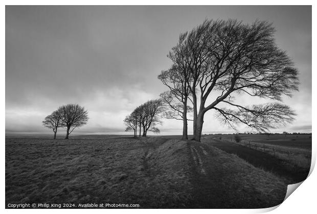 Trees on Roundway Hill Print by Philip King