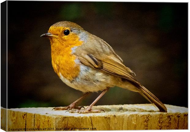 Robin Red Breast Canvas Print by Colin Metcalf