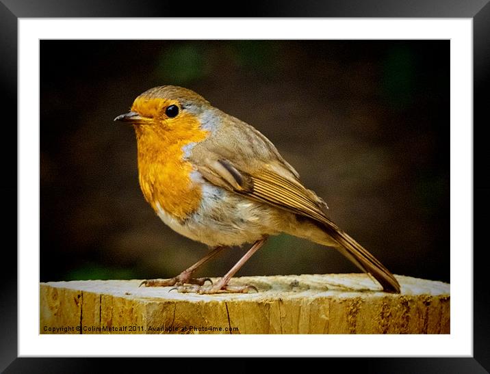 Robin Red Breast Framed Mounted Print by Colin Metcalf