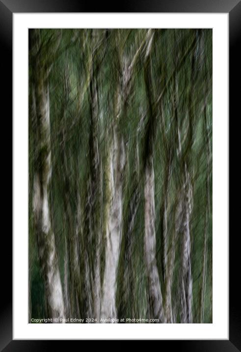 Birch tree icm abstract in Bole Hill Quarry, England Framed Mounted Print by Paul Edney