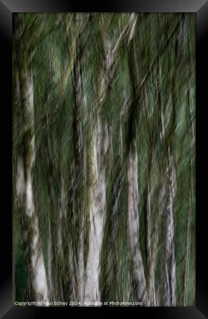 Birch tree icm abstract in Bole Hill Quarry, England Framed Print by Paul Edney