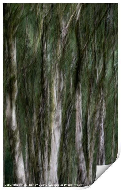 Birch tree icm abstract in Bole Hill Quarry, England Print by Paul Edney
