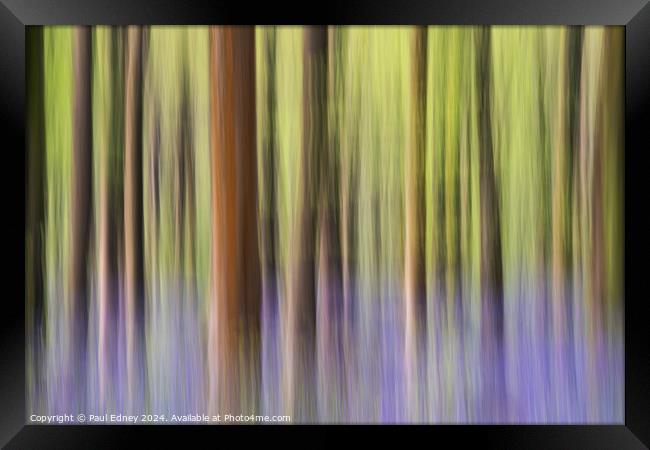 Bluebell icm pastel blur in West Woods Framed Print by Paul Edney