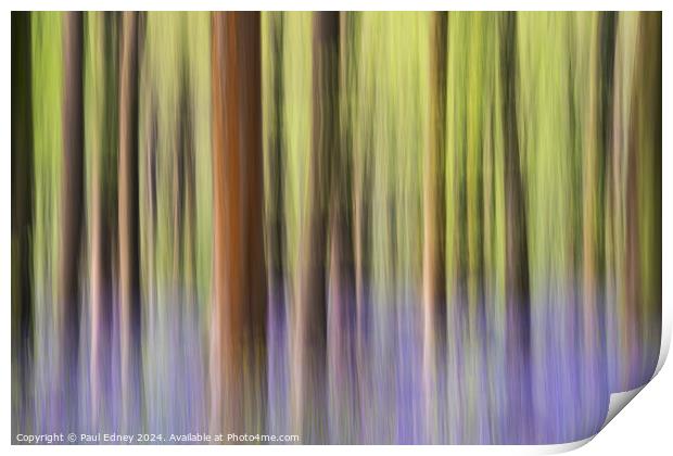 Bluebell icm pastel blur in West Woods Print by Paul Edney