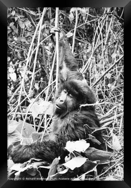 Gorilla Framed Print by Richard Wareham