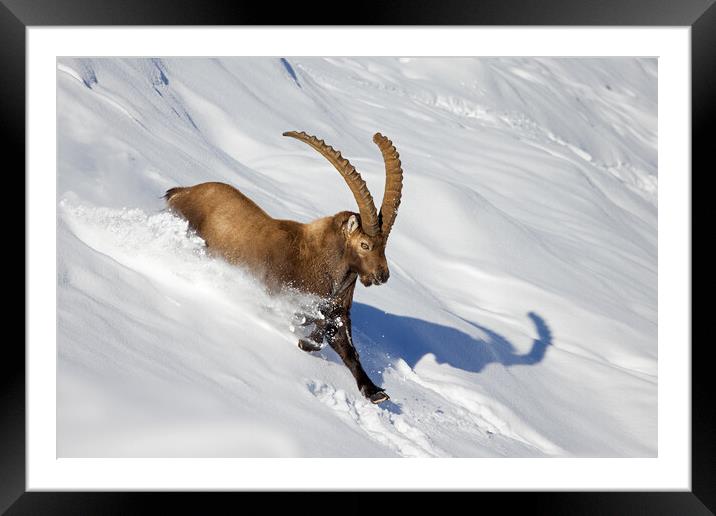 Alpine Ibex in Winter Framed Mounted Print by Arterra 