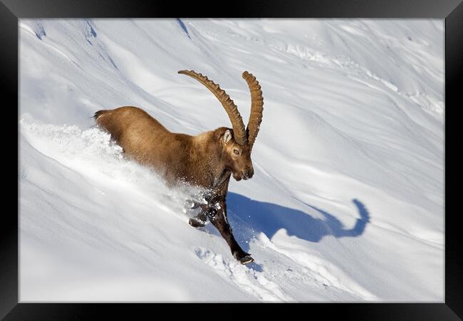 Alpine Ibex in Winter Framed Print by Arterra 
