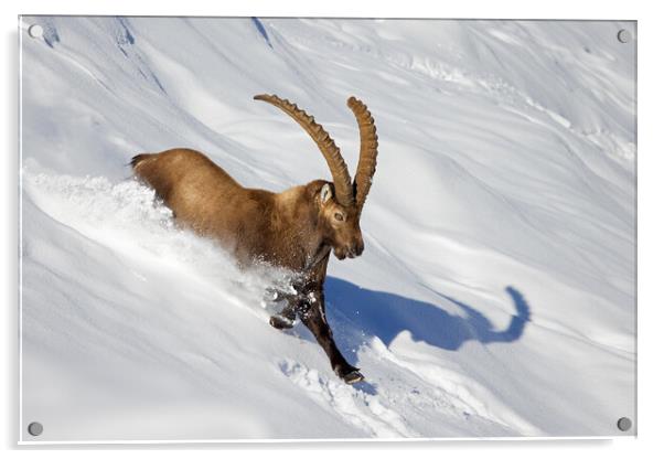 Alpine Ibex in Winter Acrylic by Arterra 