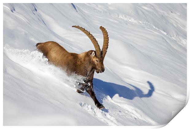 Alpine Ibex in Winter Print by Arterra 