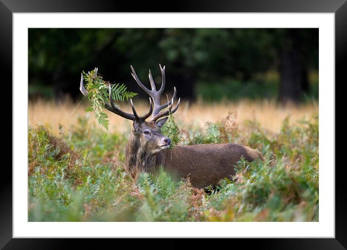 Red Deer with Ferns Framed Mounted Print by Arterra 