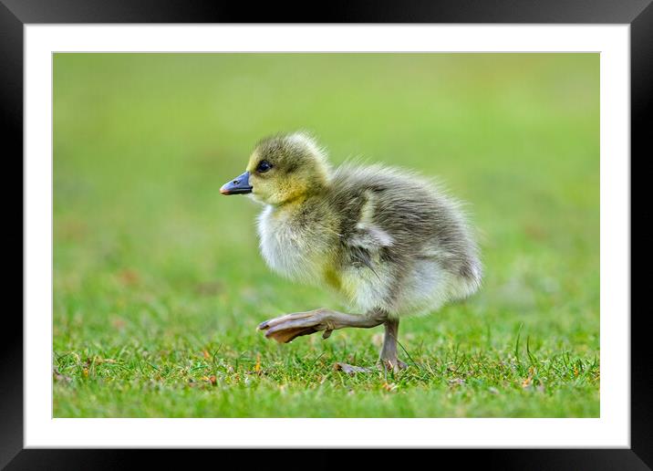 Greylag Goose Chick Framed Mounted Print by Arterra 