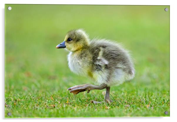 Greylag Goose Chick Acrylic by Arterra 