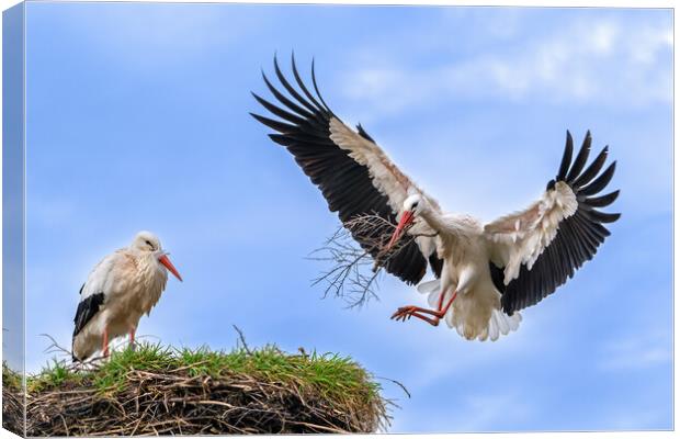 White Storks Building Nest Canvas Print by Arterra 