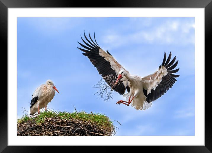 White Storks Building Nest Framed Mounted Print by Arterra 