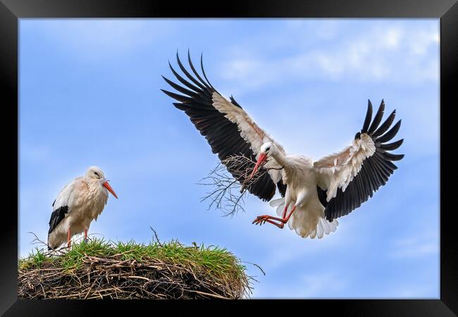 White Storks Building Nest Framed Print by Arterra 