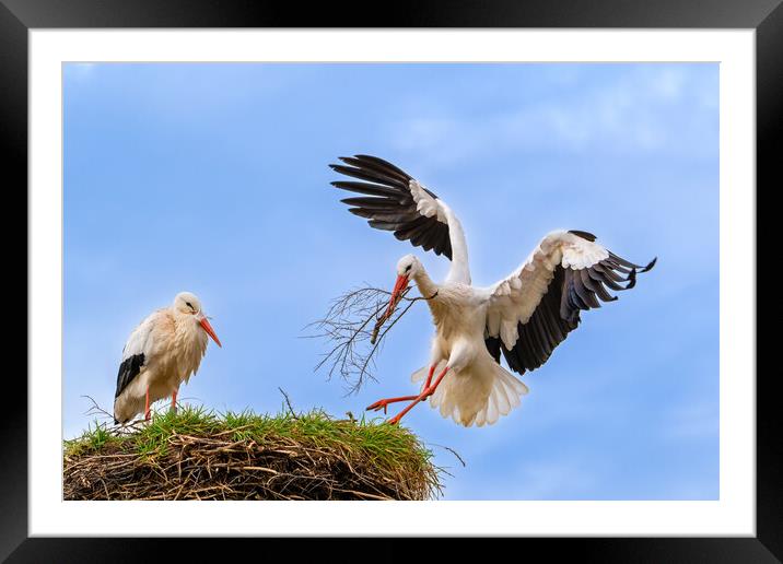 White Stork Landing with Twig Framed Mounted Print by Arterra 