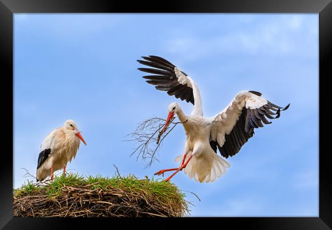 White Stork Landing with Twig Framed Print by Arterra 