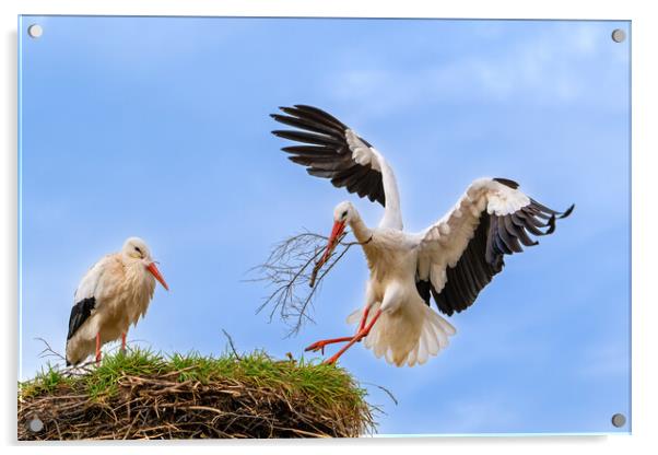 White Stork Landing with Twig Acrylic by Arterra 