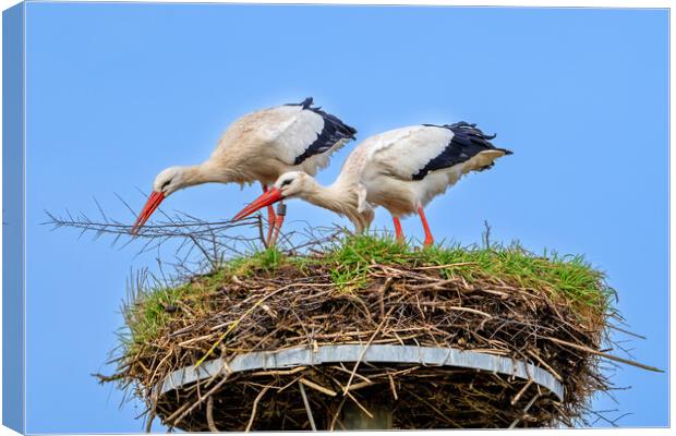 White Storks on Nest Canvas Print by Arterra 
