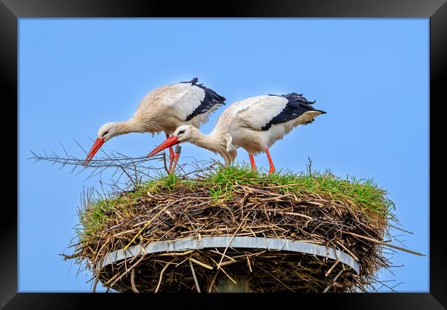 White Storks on Nest Framed Print by Arterra 