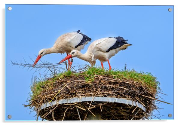 White Storks on Nest Acrylic by Arterra 