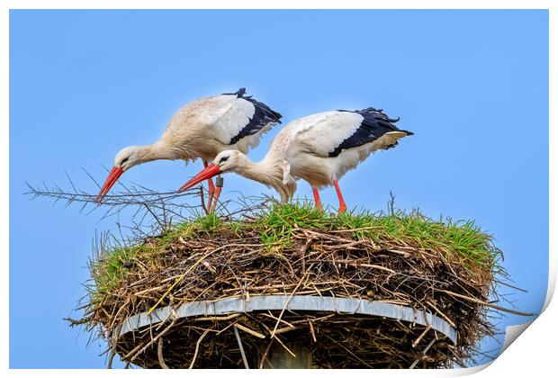 White Storks on Nest Print by Arterra 