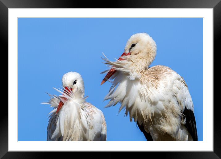 White Storks on a Windy Day Framed Mounted Print by Arterra 